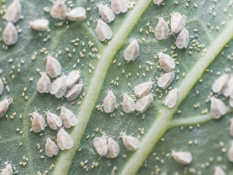 Белокрылка исчезнет благодаря проверенному методу без химии. Просто залейте это водой