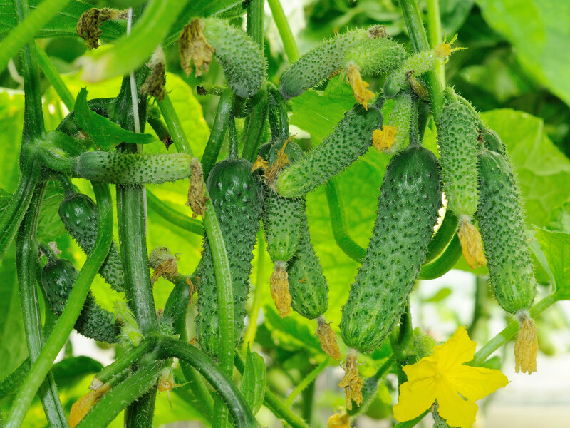 Якщо не обробите цим огірки – залишитеся без урожаю. Найефективніший захист від борошнистої роси