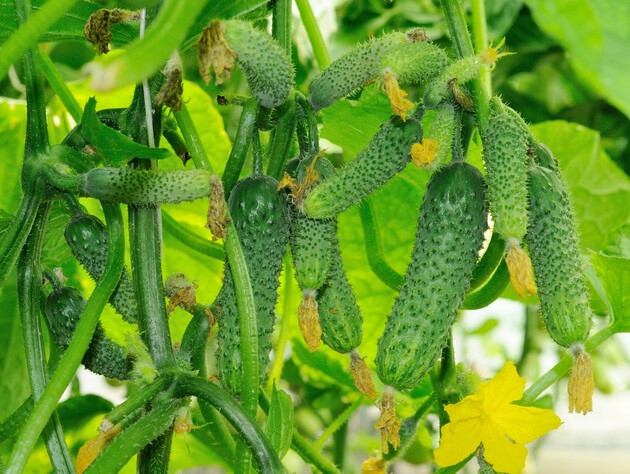 Якщо не обробите цим огірки – залишитеся без урожаю. Найефективніший захист від борошнистої роси