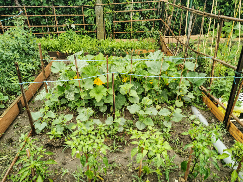 Благодаря этой хитрости огурцы никогда не будут горчить