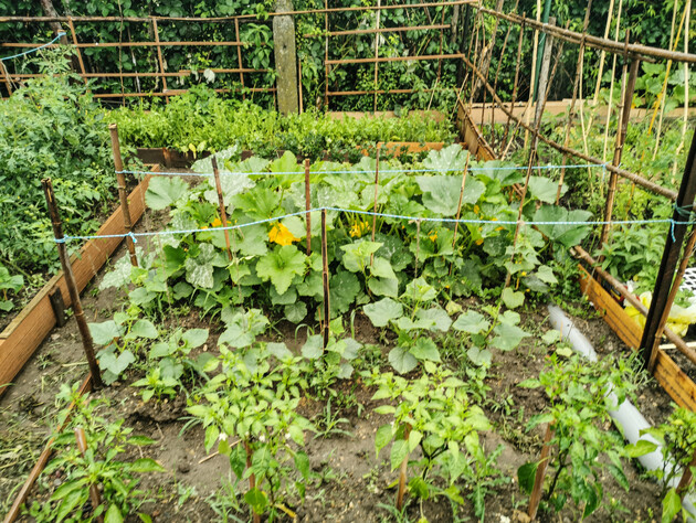 Благодаря этой хитрости огурцы никогда не будут горчить