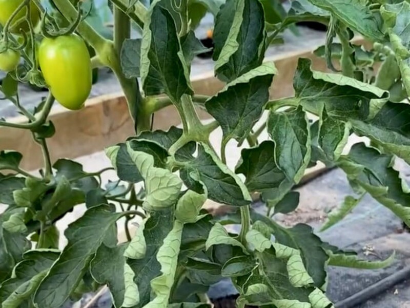 Делайте это раз в три дня – и листья на томатах не будут скручиваться. Метод, который не подведет