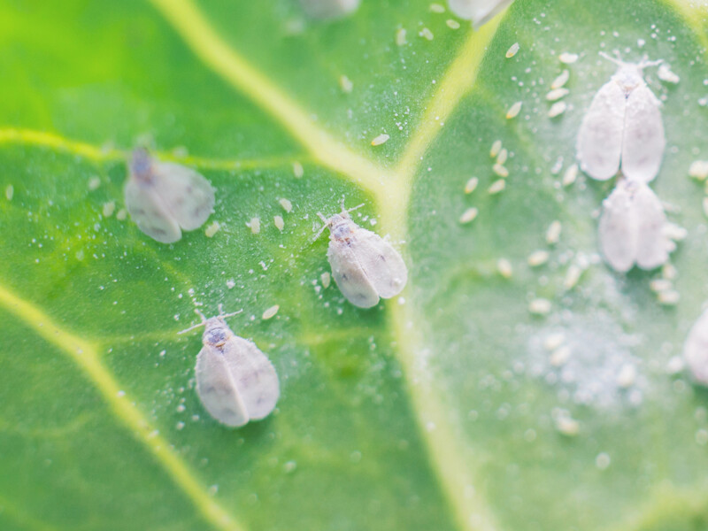 Вся белокрылка будет уничтожена. Эффективный и простой метод без химикатов