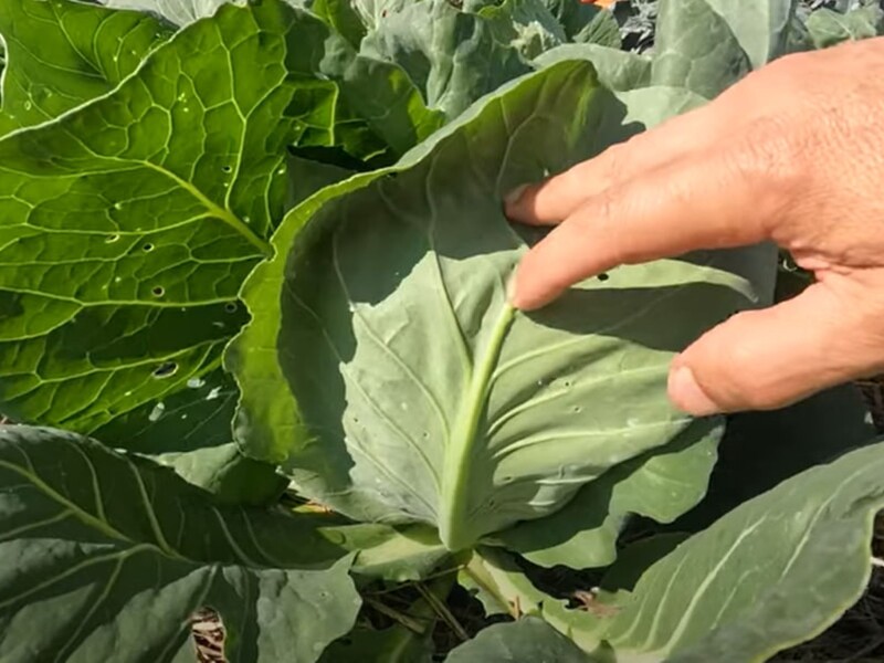 Огородник назвал инсектицид, который всегда спасает от белокрылки. Только добавьте этот секретный компонент