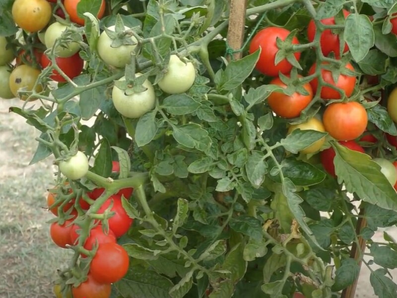 Досвідчена городниця робить це тільки вранці – і томати під час дозрівання ніколи не тріскаються