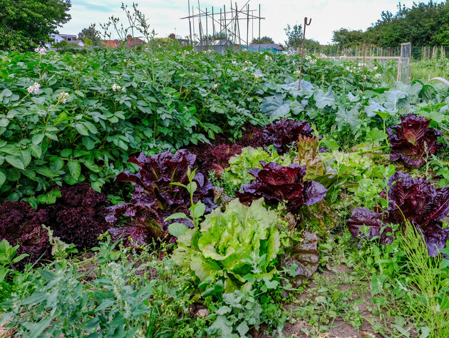 Нанесіть це губкою на листя – і білокрилка попадає мертвою. П'ять ефективних методів без жодної хімії