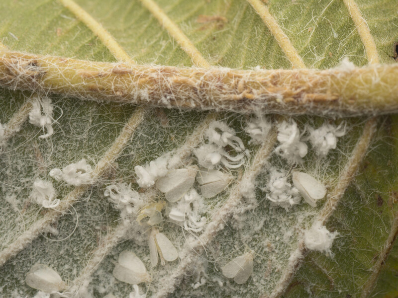 Это средство уничтожит белокрылку на вашем огороде. Назван простой ингредиент без химии