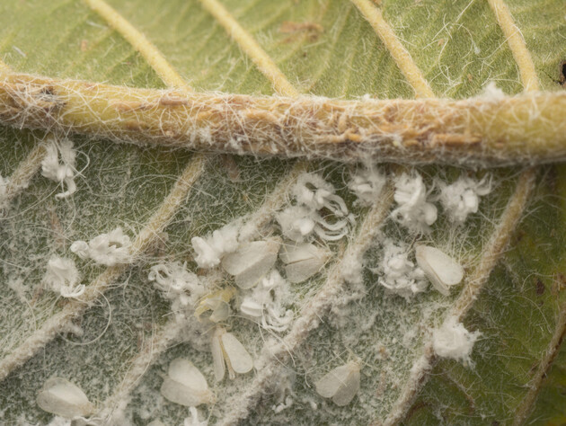 Это средство уничтожит белокрылку на вашем огороде. Назван простой ингредиент без химии