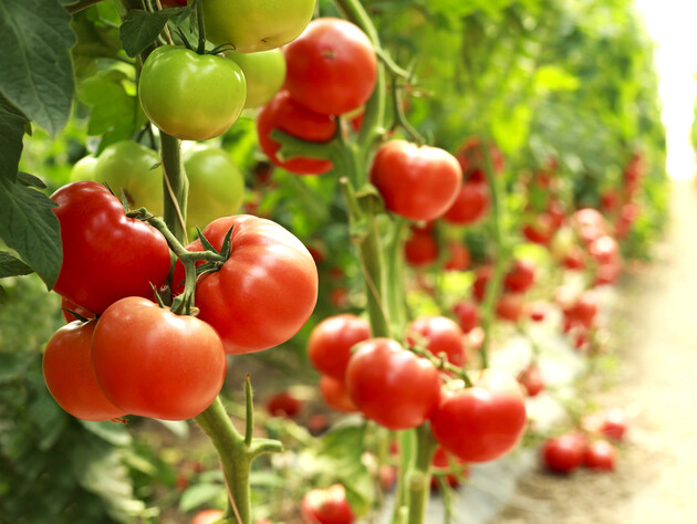 Поливайте помідори так – і фітофтора їм не страшна, а врожай буде великим. Перевірений спосіб