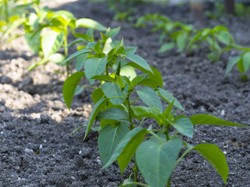 Если перец плохо растет, просто сделайте это – и урожай будет невероятным. Проверенный метод