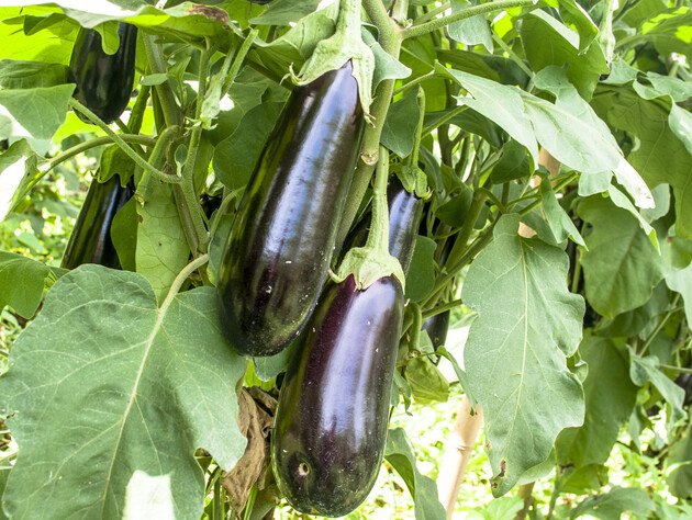 Обработайте баклажаны этим фунгицидом – и они точно вырастут большими. Надежный способ