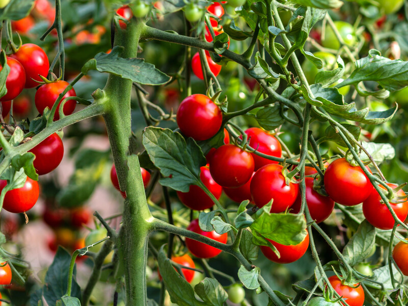 Якщо квіти на помідорах в'януть і немає зав'язей, негайно зробіть це – й отримаєте великий урожай