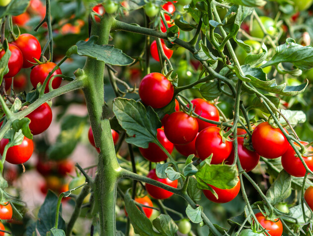 Якщо квіти на помідорах в'януть і немає зав'язей, негайно зробіть це – й отримаєте великий урожай