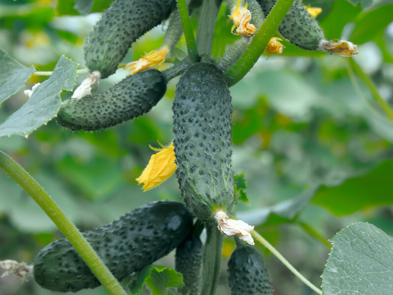 Полейте огурцы этим удобрением – и их навяжется на стебле невероятно много. Проверенный способ