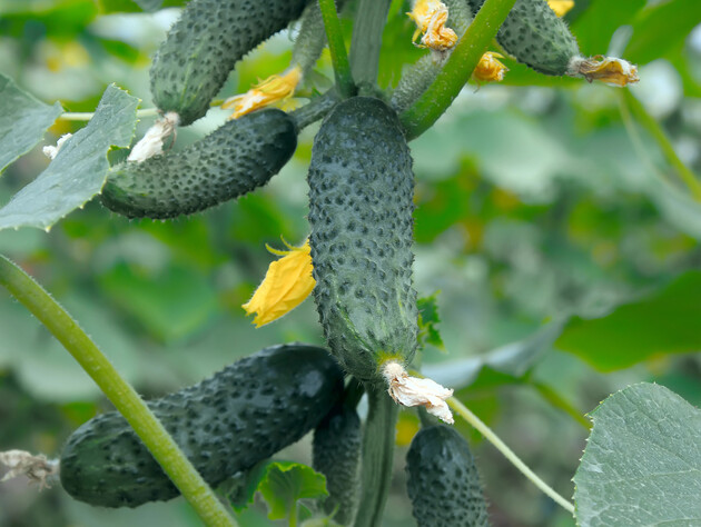 Полийте огірки цим добривом – і їх зав'яжеться на стеблі неймовірно багато. Перевірений спосіб