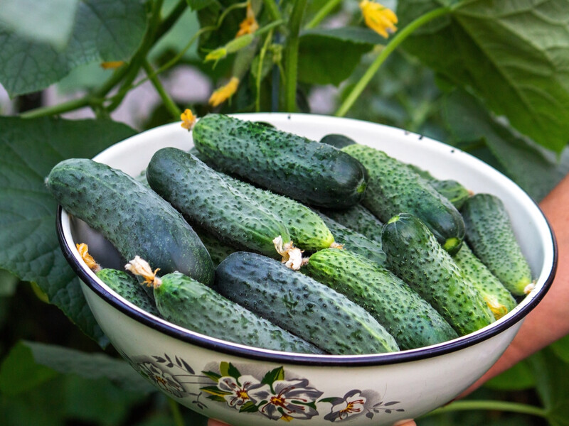 Полейте этим в июне огурцы – и они отблагодарят щедрым урожаем. Народное средство без химии