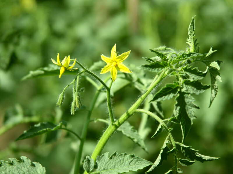 Опытная огородница всегда собирает томаты ведрами благодаря этой хитрости. Главное – не упустить время