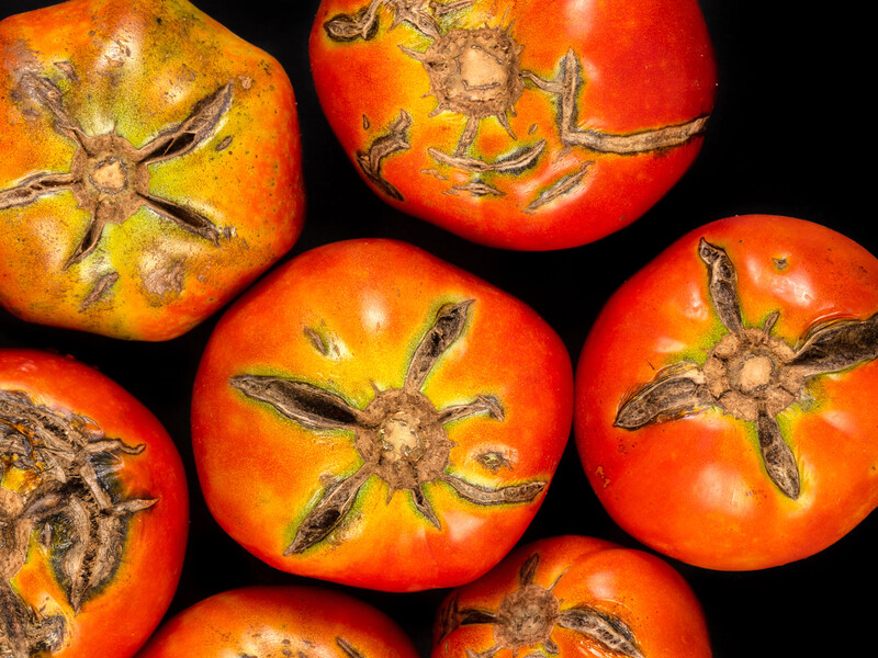 Чтобы не потерять урожай томатов, заранее полейте кусты этим раствором