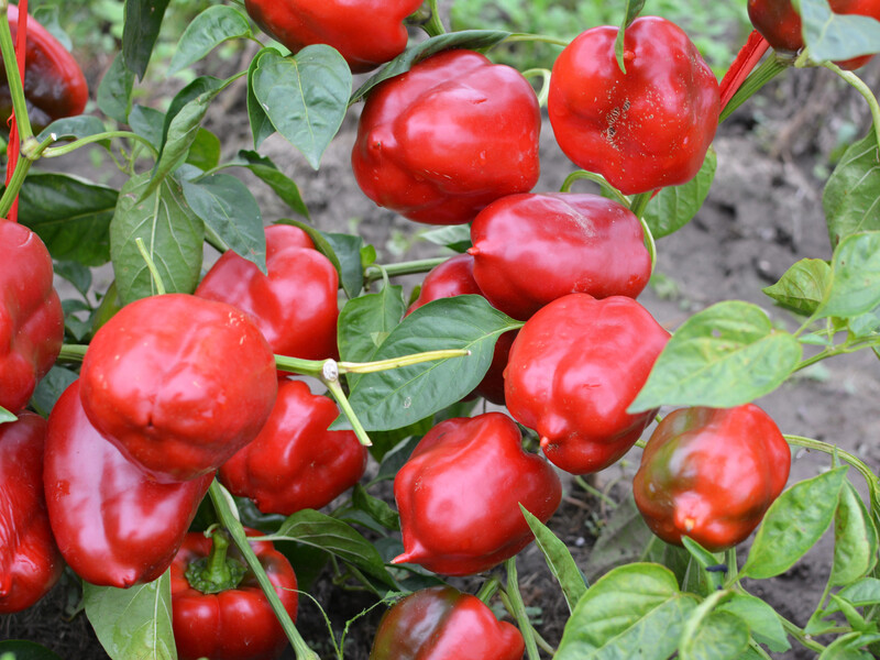 Если хотите получить большие перцы – скорее сделайте это. Проверенный способ