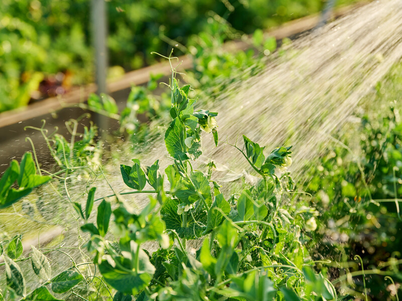 Огородники рассказали, что можно садить после озимого чеснока. Сделайте так же – и урожая будет хоть завались