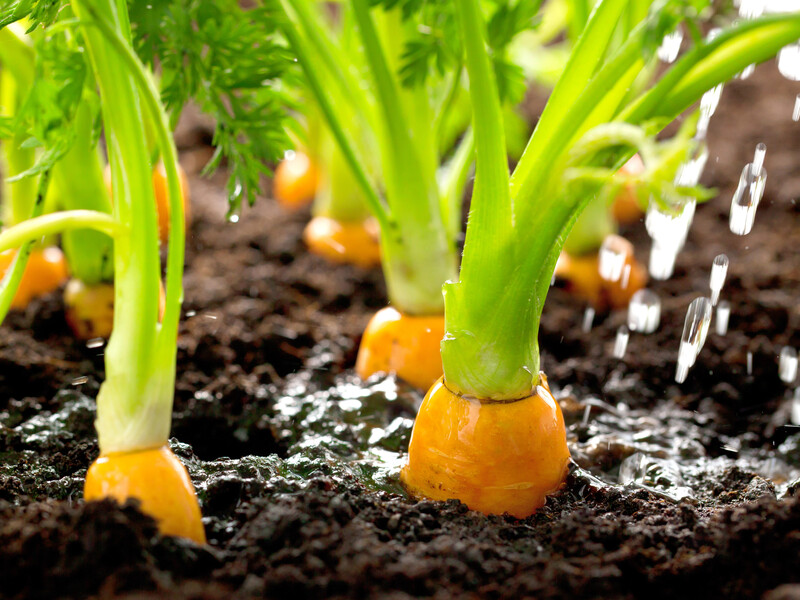 После 20 июня обязательно полейте этим морковь – и она без всякой химии удивит щедрым и сладким урожаем 