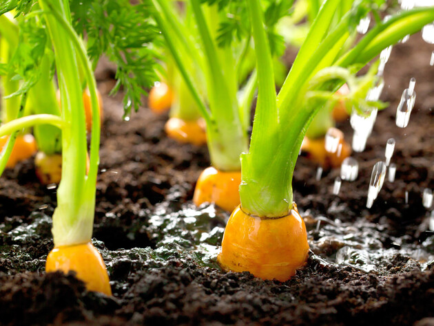 Після 20 червня обов'язково полийте цим моркву – і вона без усякої хімії здивує щедрим і солодким урожаєм