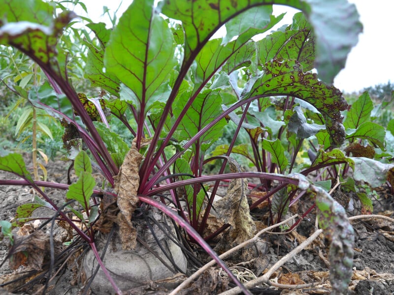 Досвідчені городники розповіли, як захистити буряки від церкоспорозу. Головне – вчасно обробити