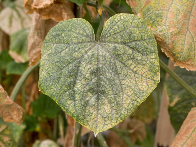 Обработайте паутинного клеща этим – и огурцы будут плодоносить долго и обильно. Проверенный метод