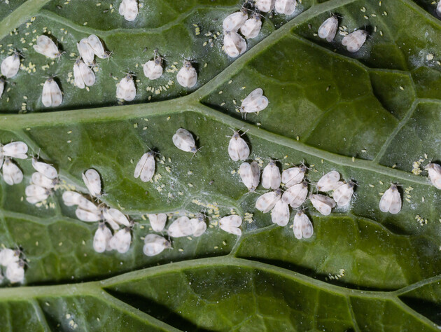 Білокрилка посиплеться після застосування цих препаратів. Порада городника