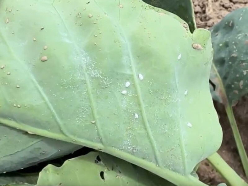 Вся белокрылка попадает замертво после этого инсектицида. Огородник рассказал, чем спас урожай капусты