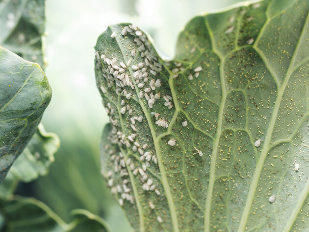 Залийте листя й коріння цієї рослини, щоб знищити білокрилку