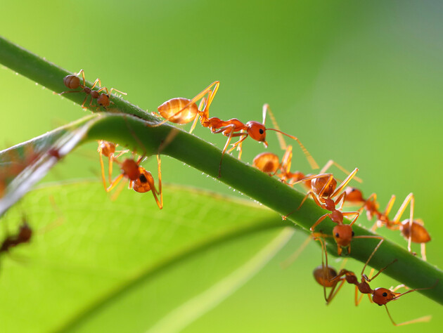 Городник позбувся мурах завдяки цій секретній приманці. Робочий рецепт, який не підведе