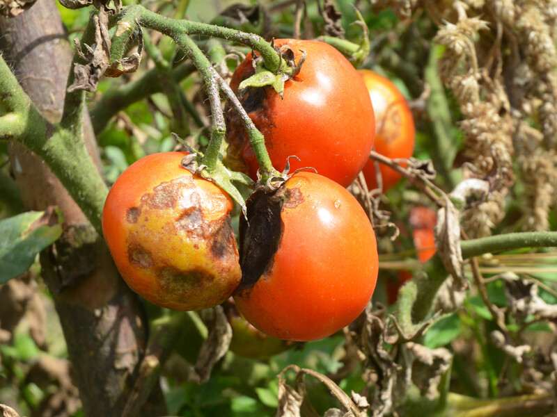 Досвідчений городник назвав сім дешевих добрив, які гарантовано збільшать урожай