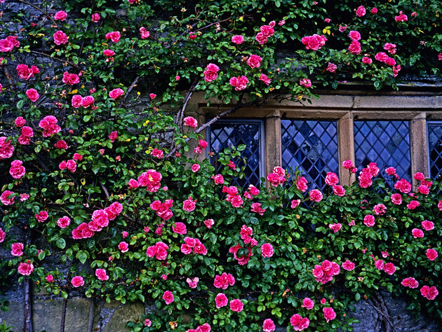 Зробіть це за три години до дощу – і шкідники оминатимуть сортові махрові троянди