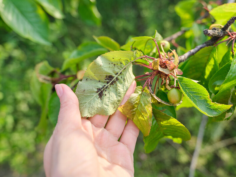 Растворите это в воде – и тля исчезнет навсегда. Огородник без всякой химии избавился от вредителей