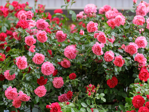 Якщо троянди погано квітнуть, зробіть це – і вони здивують красою. Перевірений спосіб