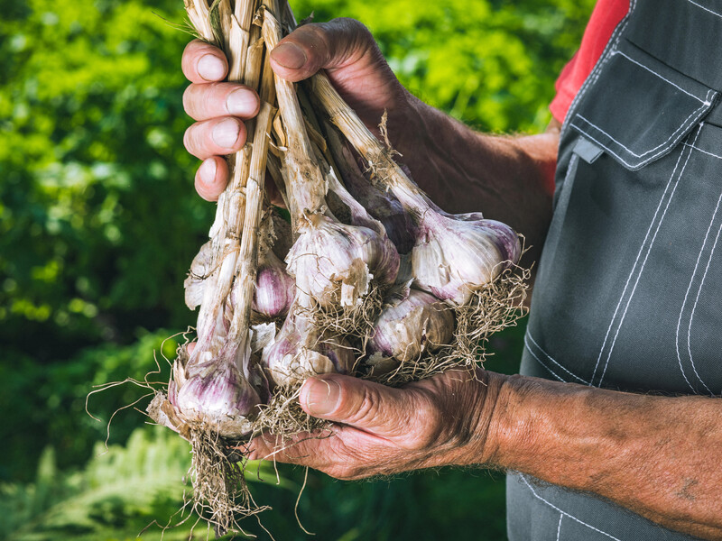 Если стрелка озимого чеснока стала такой – это знак: его пора выкапывать