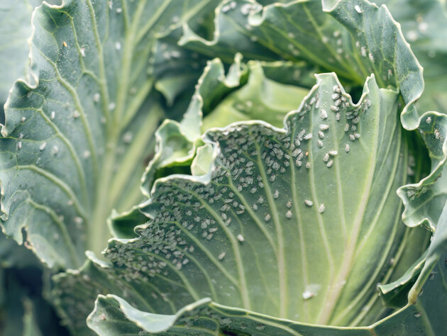 Цей засіб змусить білокрилку зникнути. Рецепт розчину з копійчаних засобів