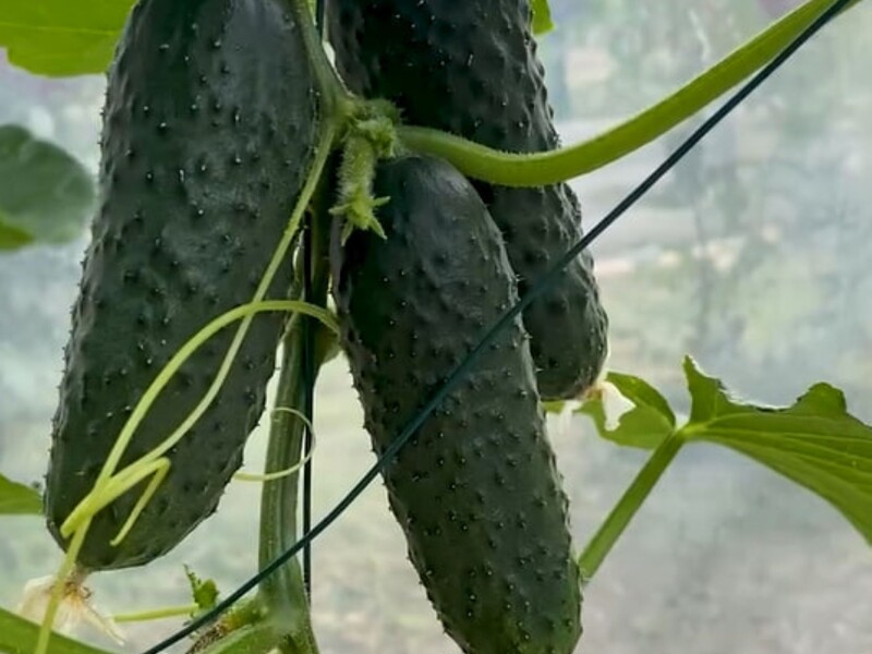 Досвідчений городник робить це щодня – і збирає огірки відрами. Секрет щедрого плодоношення