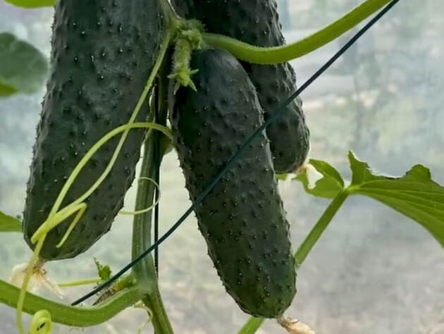 Опытный огородник делает это каждый день – и собирает огурцы ведрами. Секрет обильного плодоношения