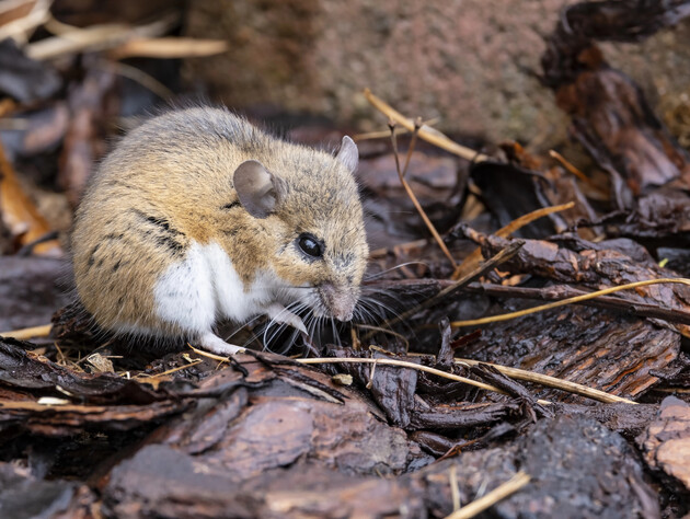 Грызуны разрушают все на огороде? Этот бесплатный способ не даст им шанса выжить