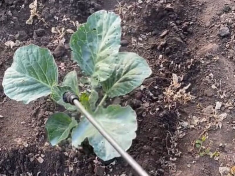 Позбутися білокрилки допоможе цей рецепт із TikTok. Головне – обробити капусту наприкінці дня