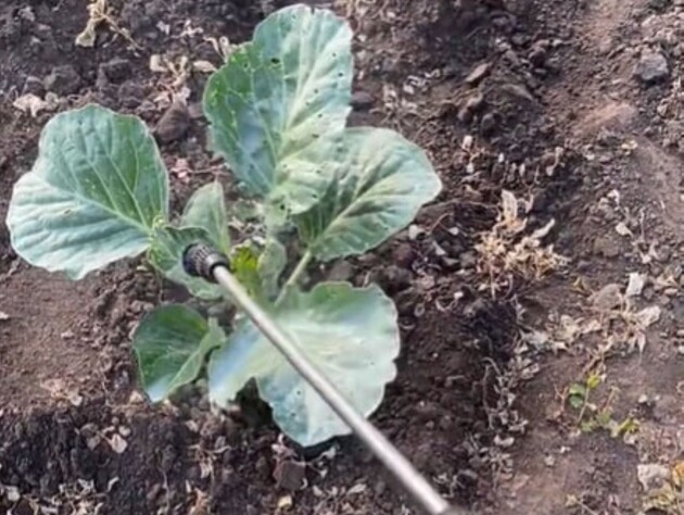 Позбутися білокрилки допоможе цей рецепт із TikTok. Головне – обробити капусту наприкінці дня