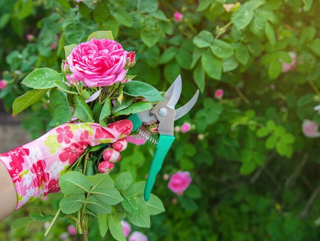 Правила ухода за секатором – если он 