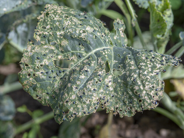 Дедовский метод от блошки на капусте. Уксус, мыло или нашатырь – обработайте тем, что есть