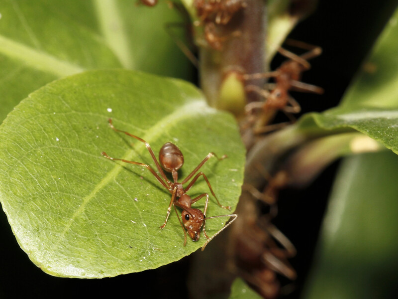 Если это есть в вашем саду – муравьи из него не уйдут. Что уничтожит всю колонию вместе с маткой