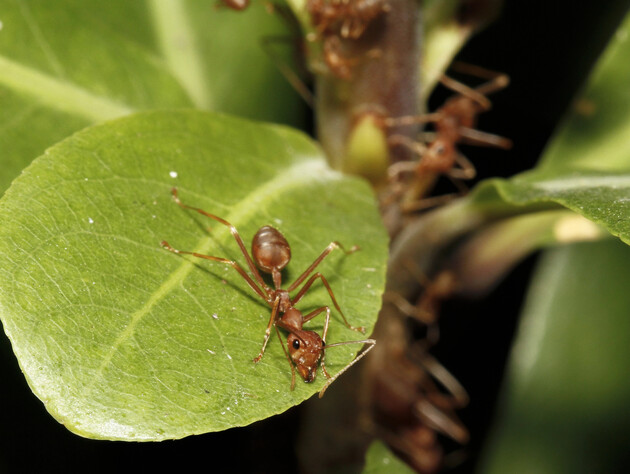 Если это есть в вашем саду – муравьи из него не уйдут. Что уничтожит всю колонию вместе с маткой