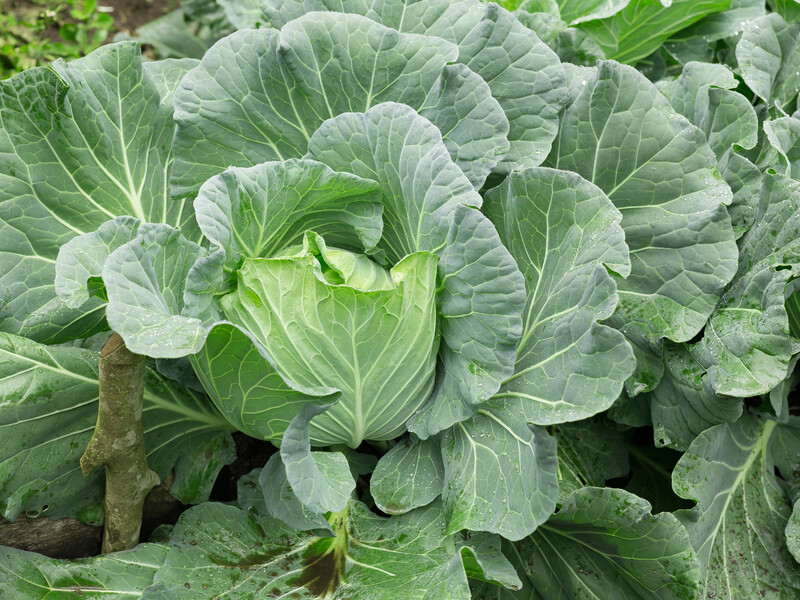 После этого инсектицида от белокрылки не останется и следа. Главное – провести обработку по сухому листу