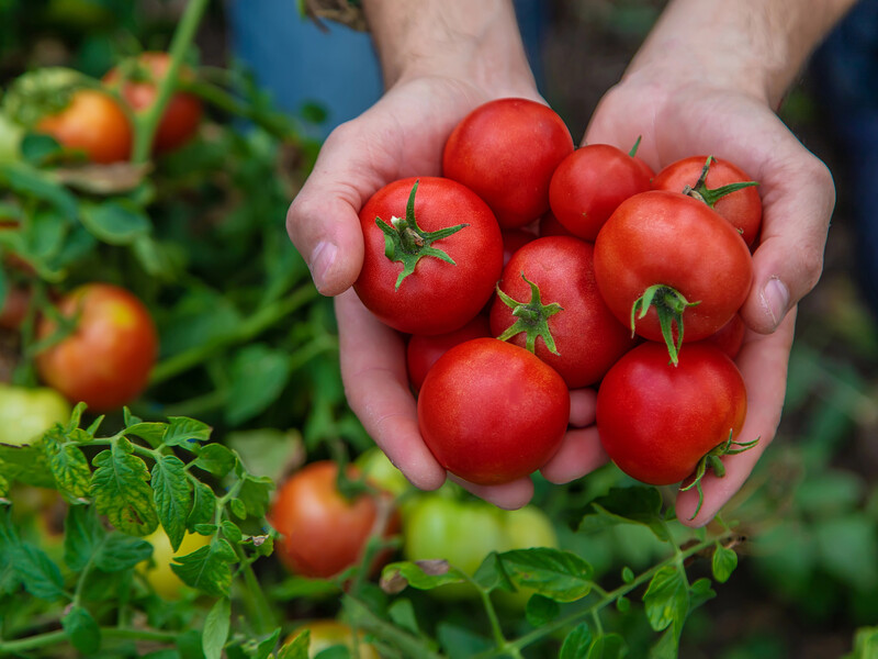 Это позволит направить силу куста низкорослых помидоров на созревание плодов. Советы огородника