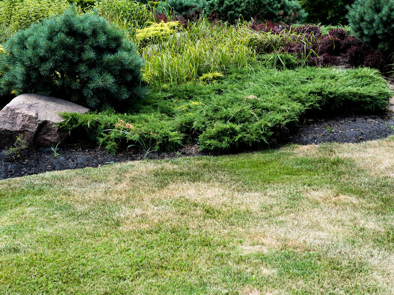 Газон не выгорит даже в жару. Простой совет защитит траву от желтизны